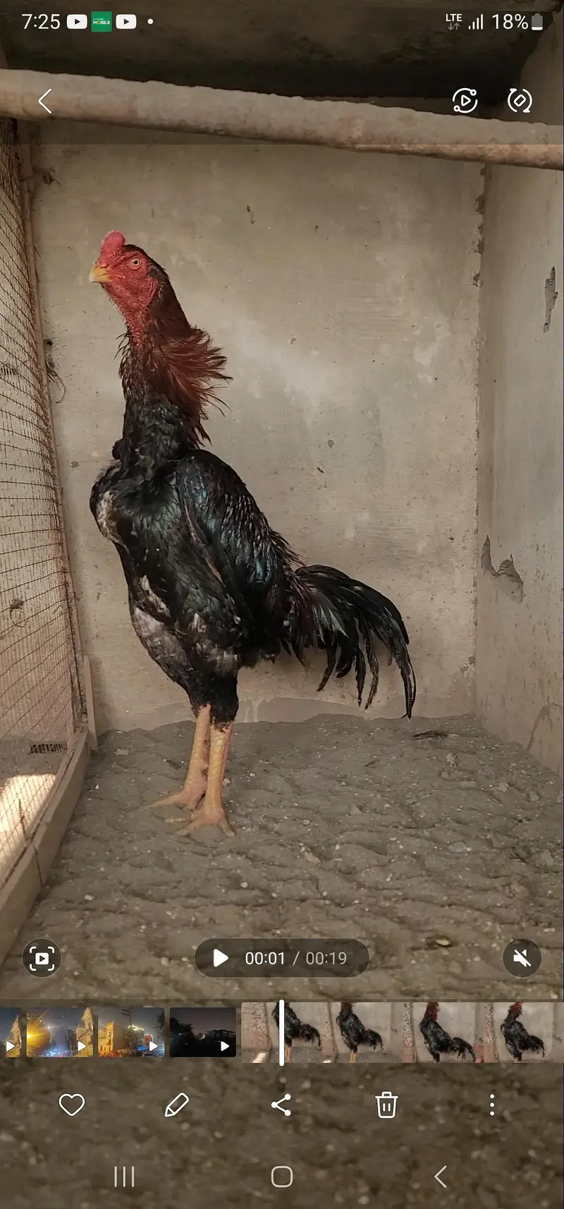 japnese and german shamo chicka available for sale — photo 8