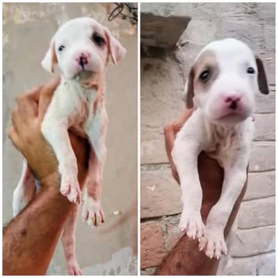 gultair male female available