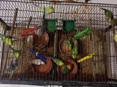 Ready to breed Australia budgies