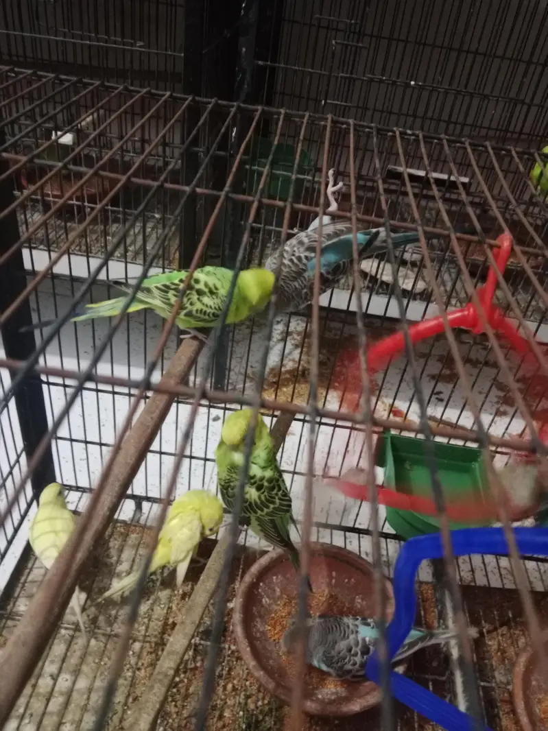 Ready to breed Australia budgies — photo 2