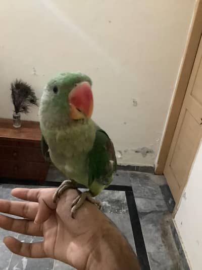 Raw male for sale 5 months ka bacha hy khud khata peta hy