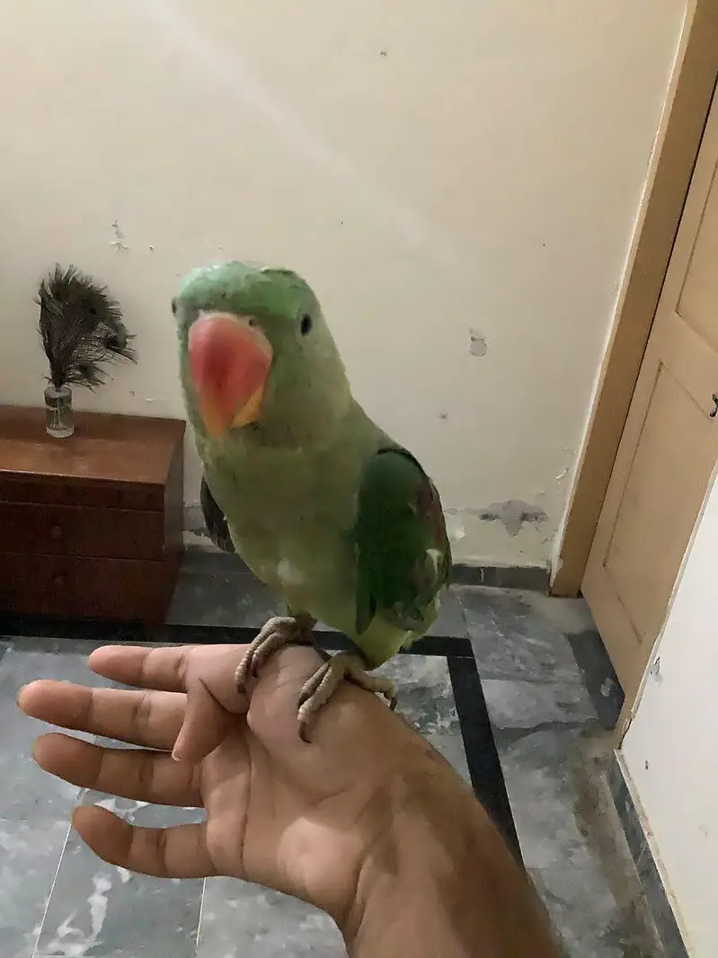 Raw male for sale 5 months ka bacha hy khud khata peta hy — photo 2