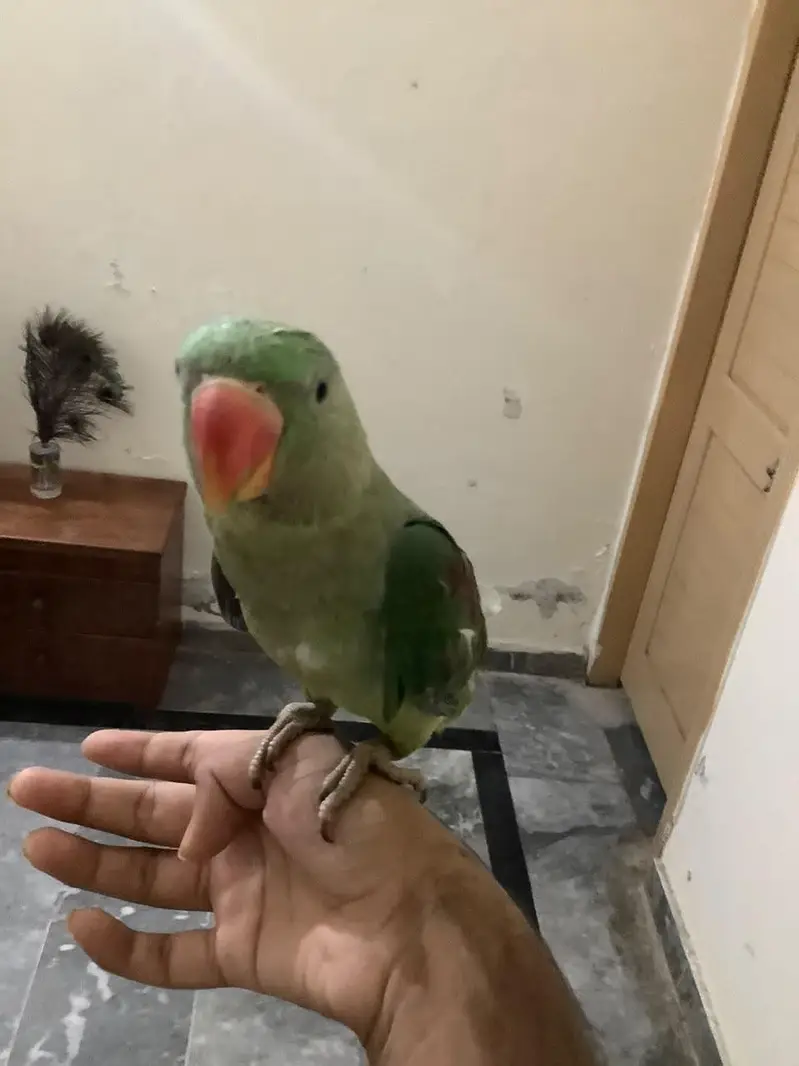 Raw male for sale 5 months ka bacha hy khud khata peta hy — photo 3