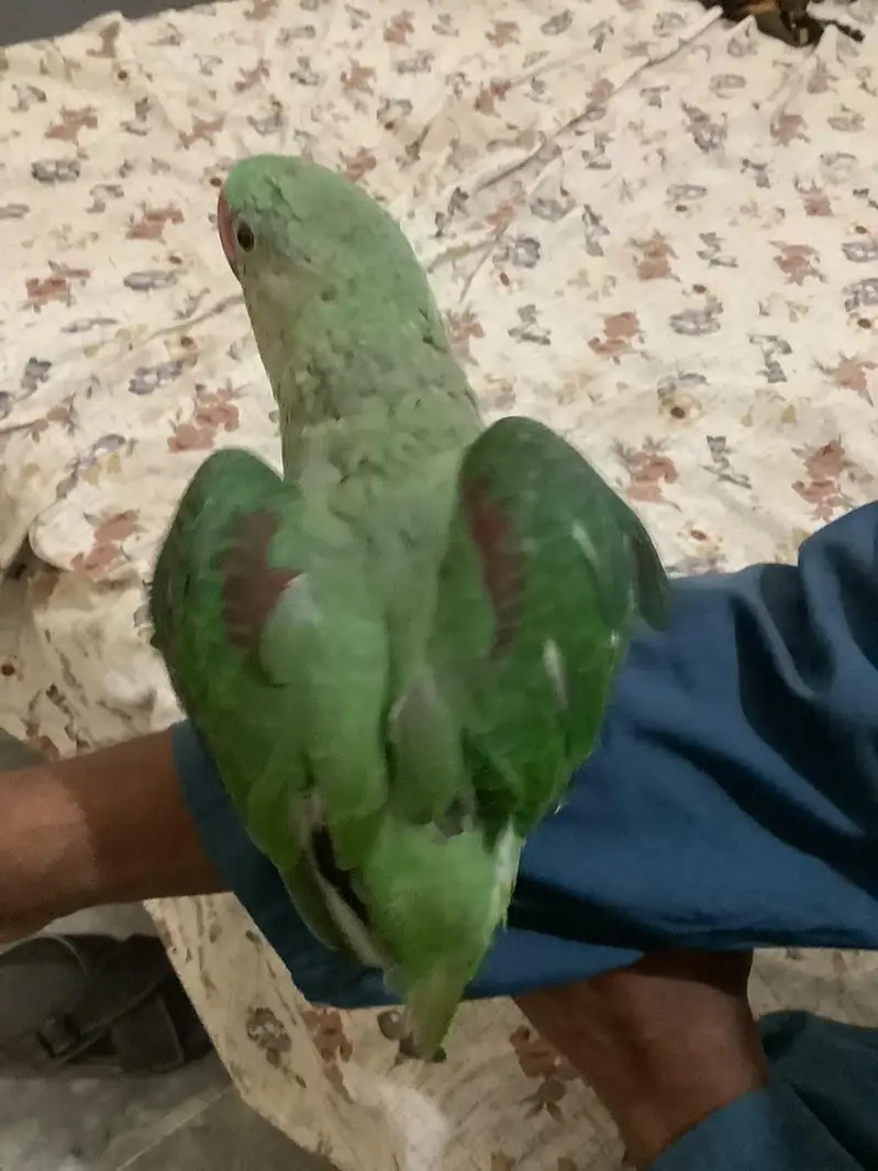 Raw male for sale 5 months ka bacha hy khud khata peta hy — photo 4
