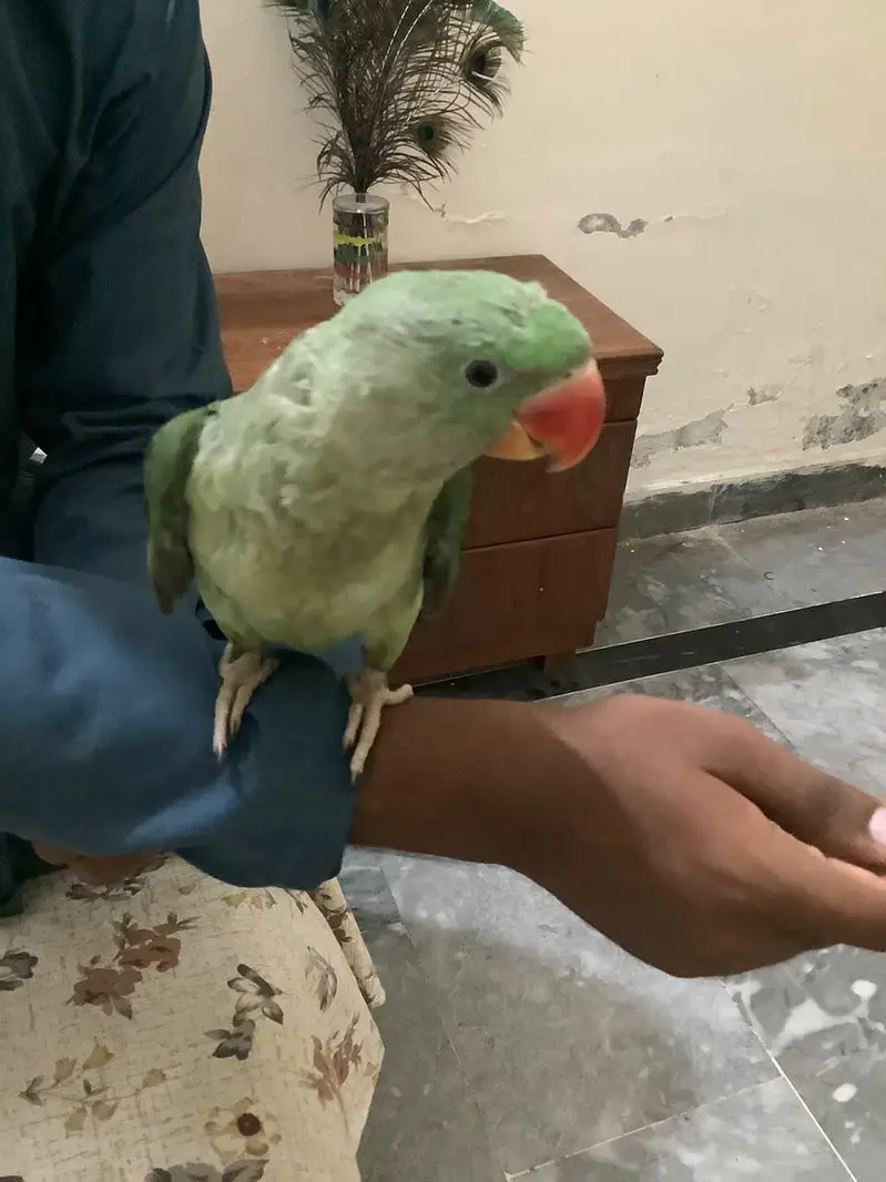 Raw male for sale 5 months ka bacha hy khud khata peta hy — photo 5