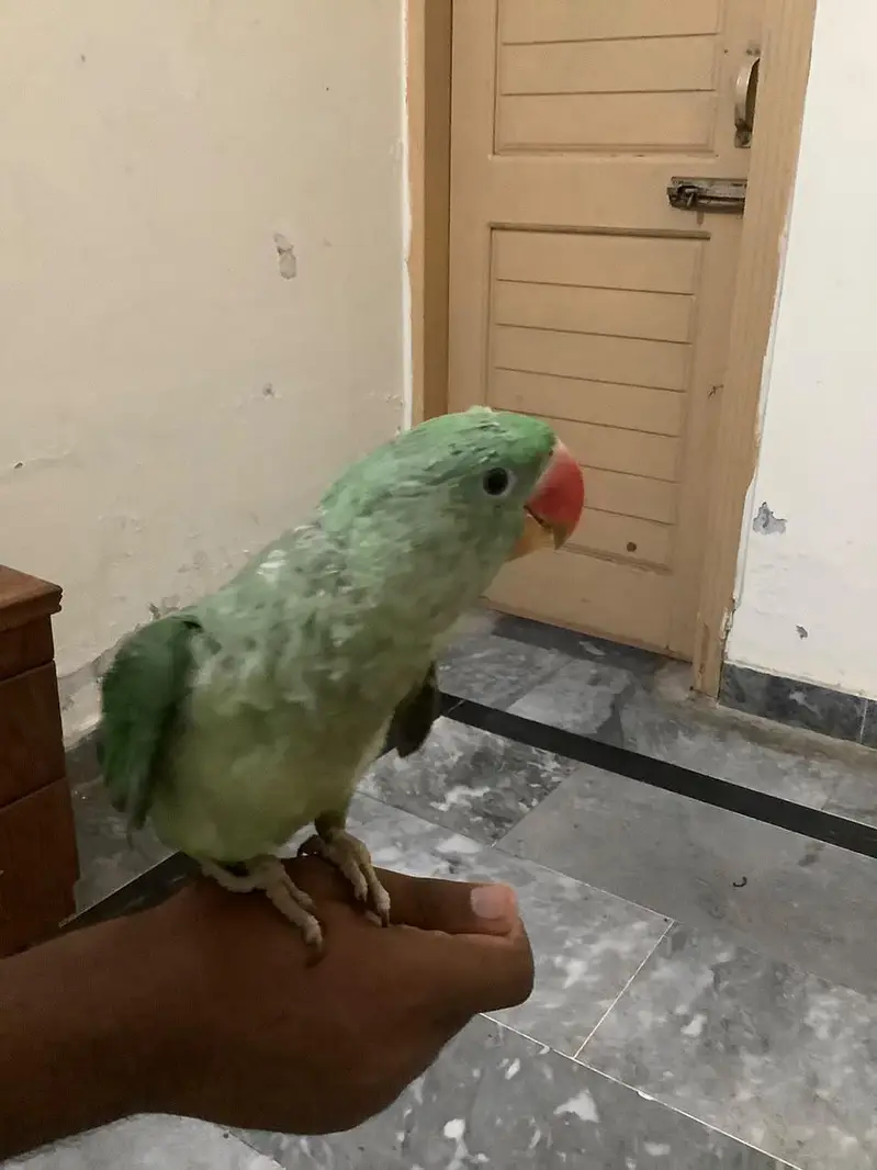 Raw male for sale 5 months ka bacha hy khud khata peta hy — photo 6
