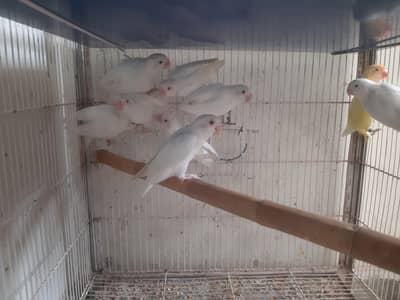 lovebirds