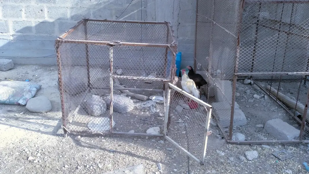 Hen and pigeon cages — photo 4