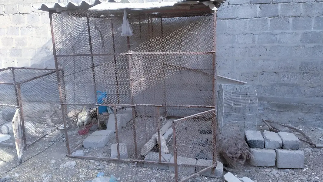 Hen and pigeon cages — photo 5