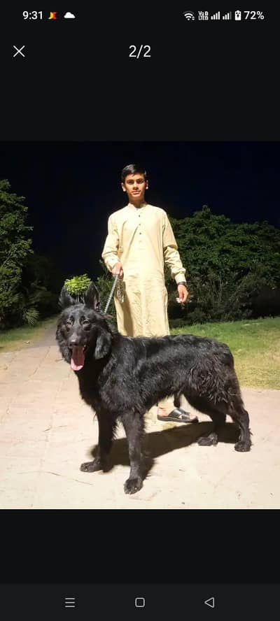 Belgian shepherd wolf breed female
