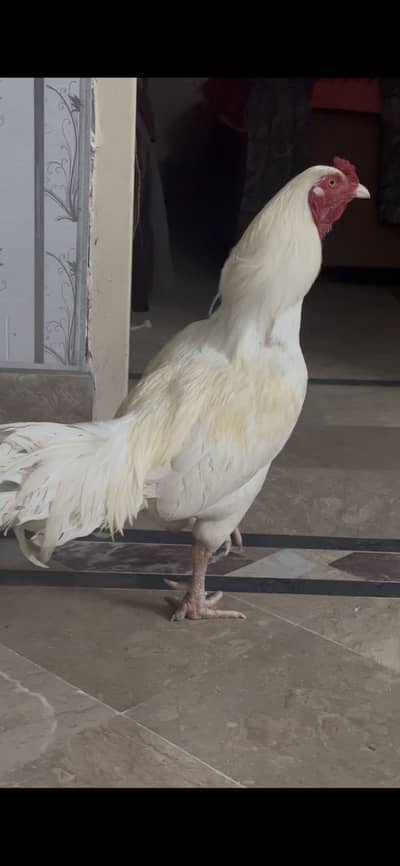 Aseel heera. Pair out class. White nali nok. May.