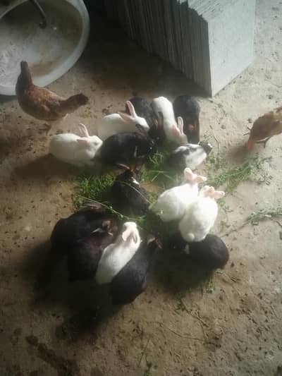 Desi Female Rabbits for Sale