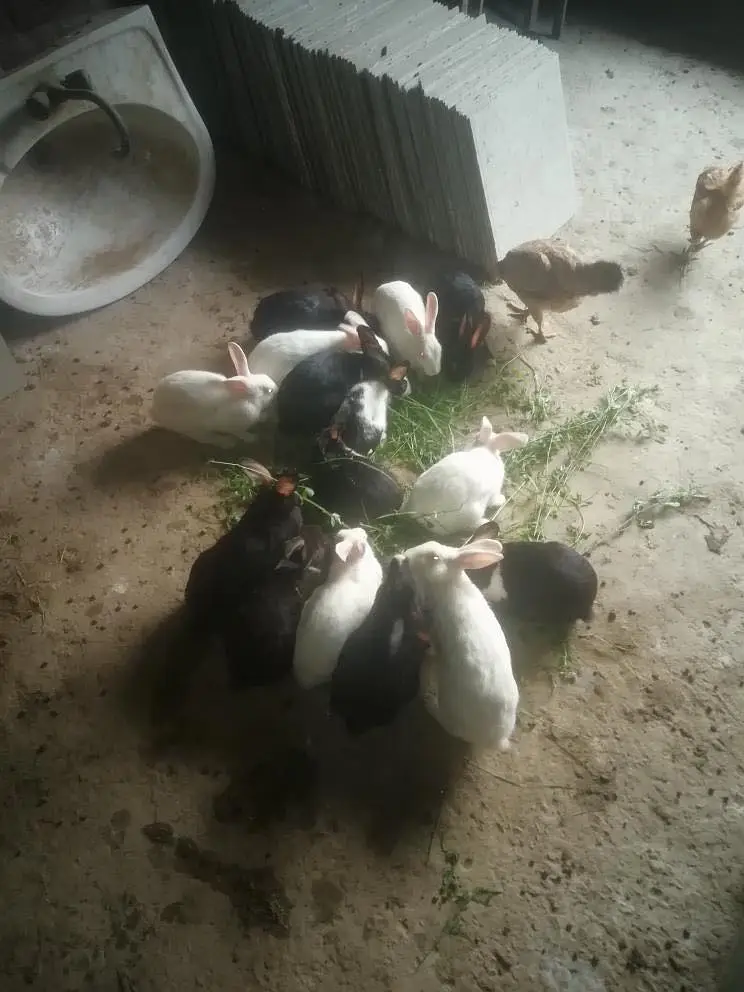Desi Female Rabbits for Sale — photo 2