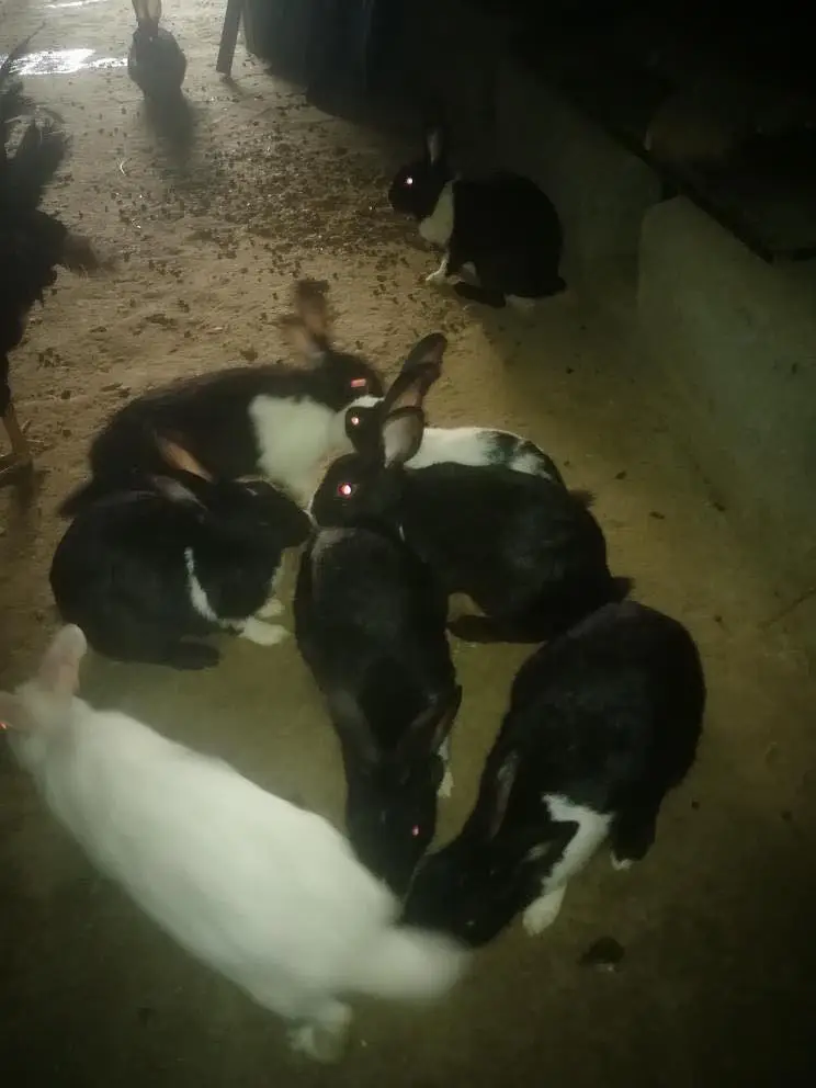 Desi Female Rabbits for Sale — photo 3