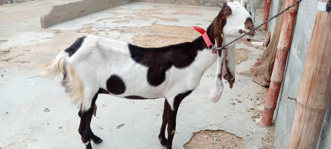 Bakriyan | bakri