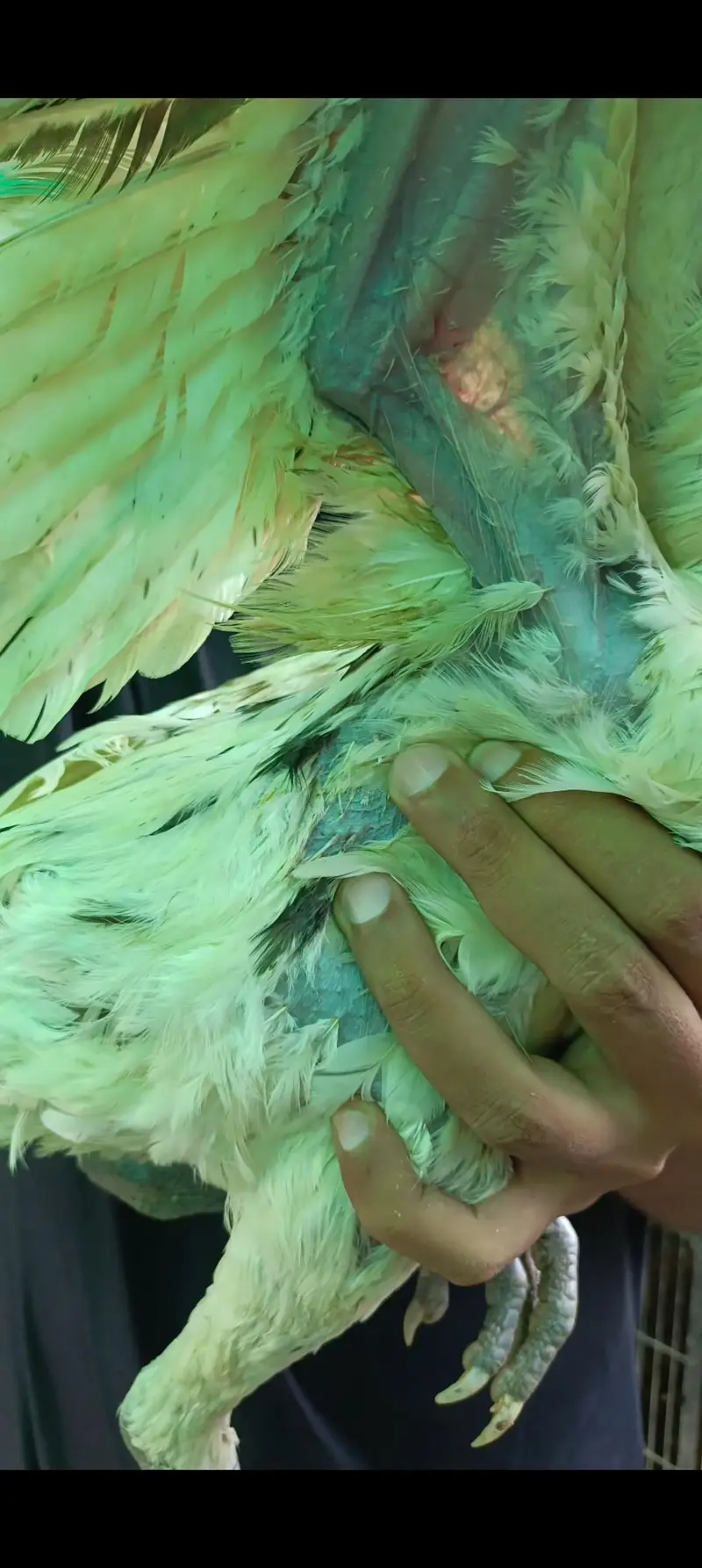 Ice Blue Dragon — photo 2
