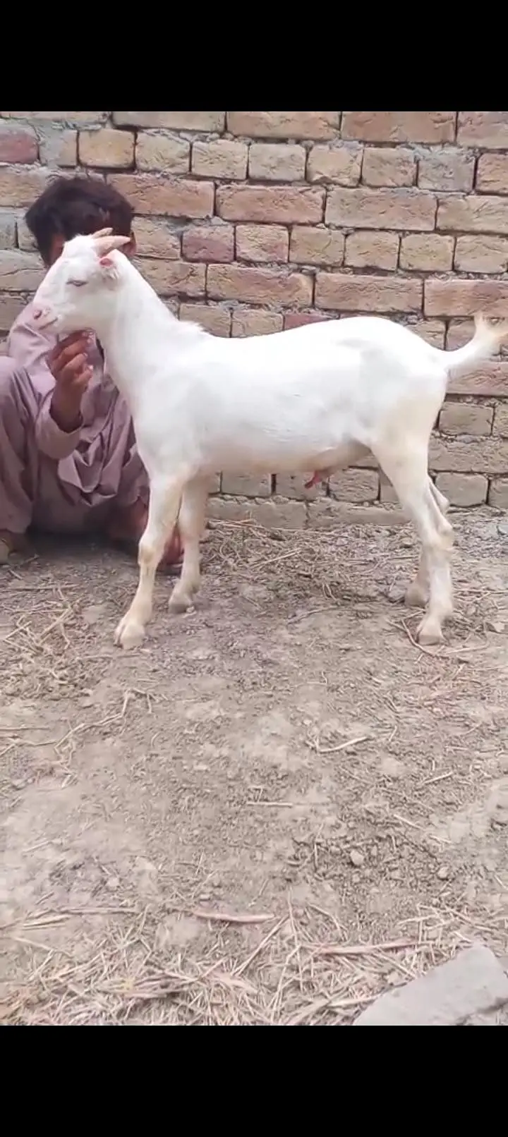 white teeda white 