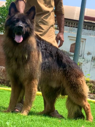 German shepherd male full long Cort show class