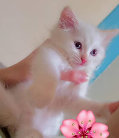 female Triple coat kitten