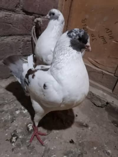 Pigeons