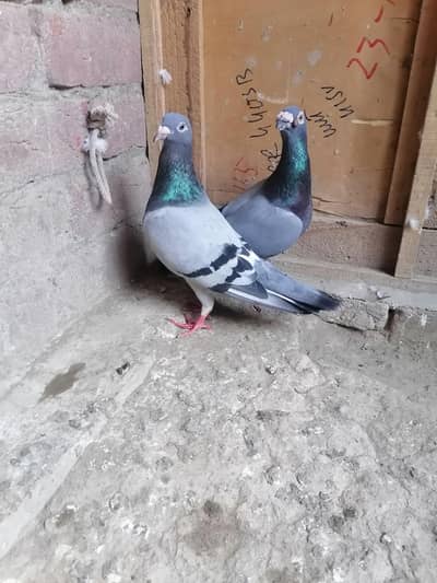 Pigeons
