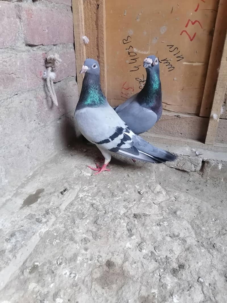 Pigeons 0