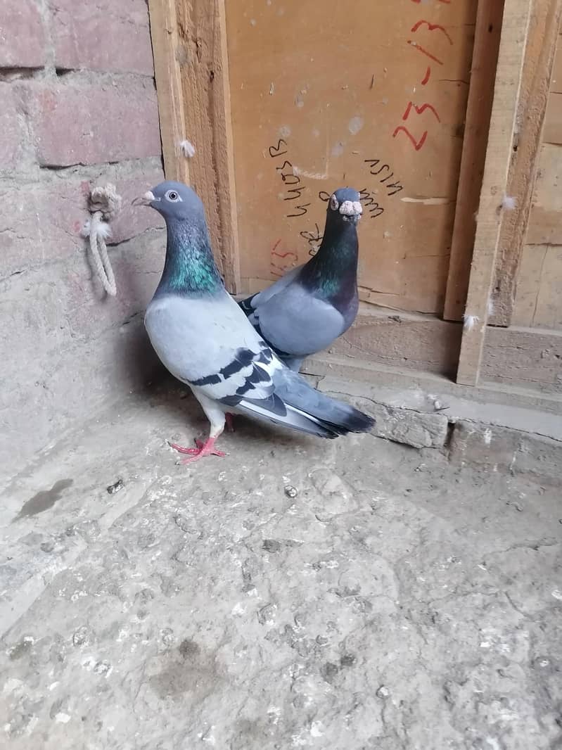 Pigeons 1