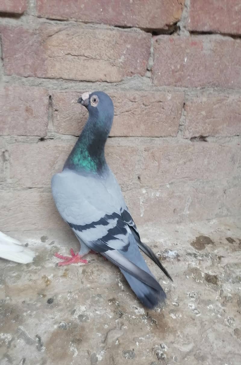 Pigeons 2