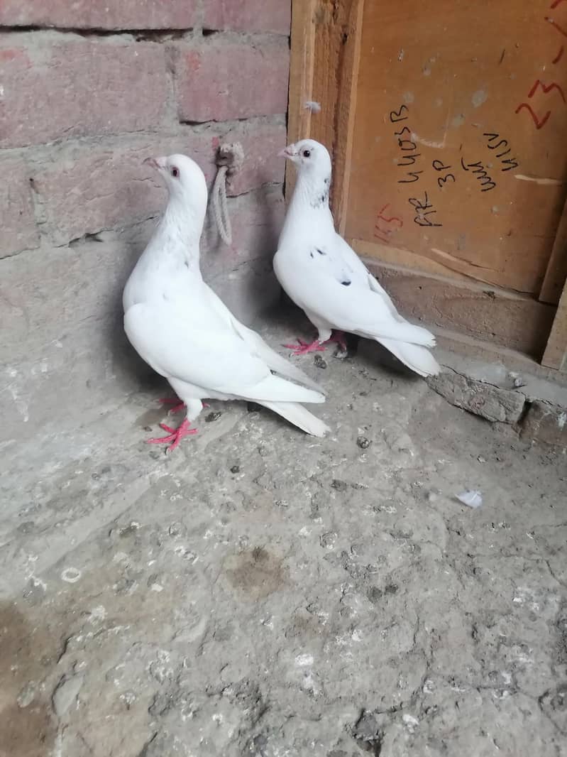 Pigeons 3
