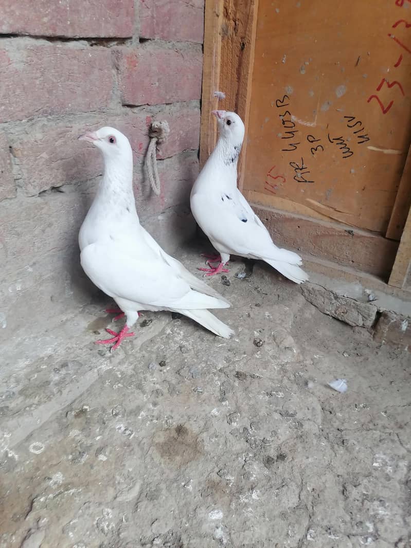 Pigeons 4