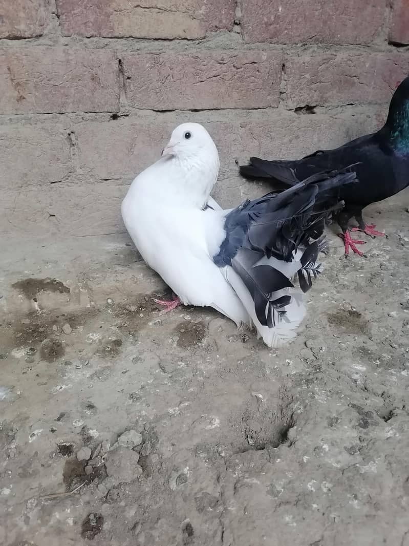 Pigeons 5
