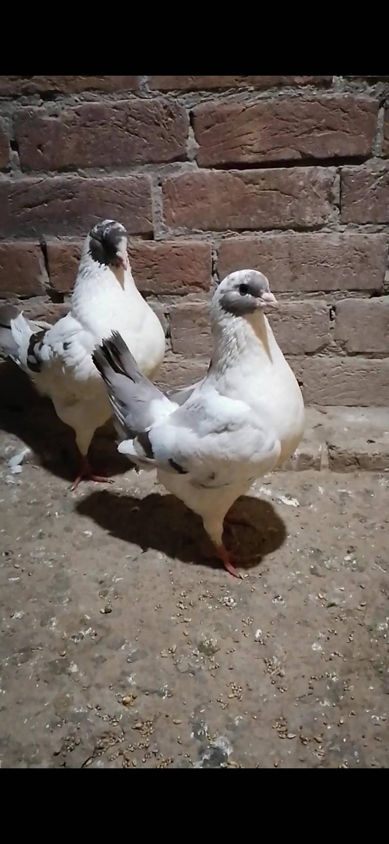 Pigeons 6