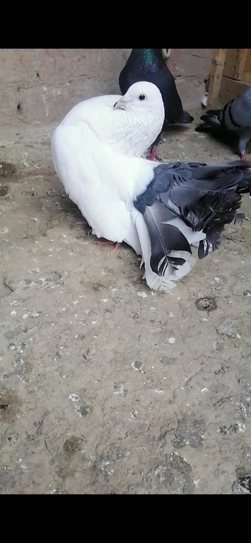 Pigeons 7