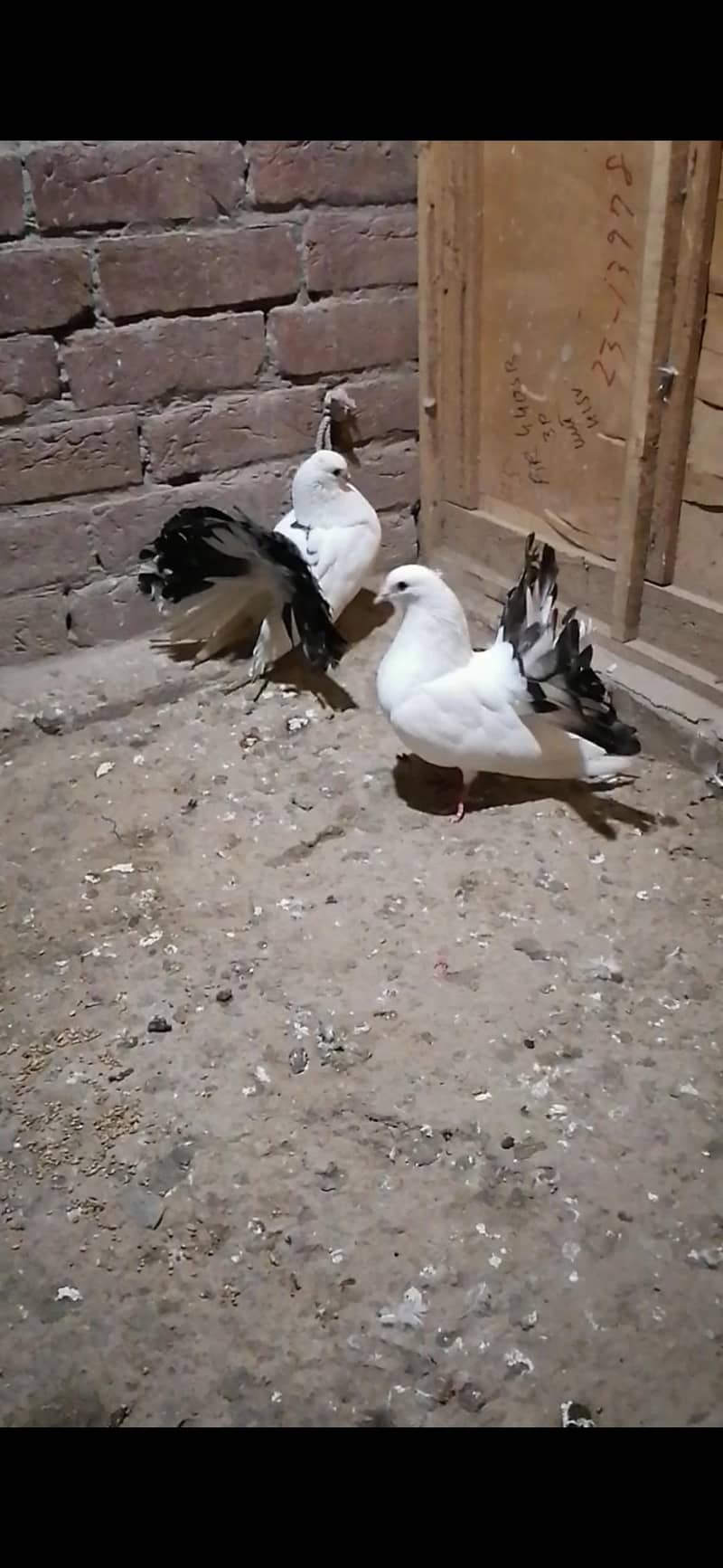 Pigeons 8