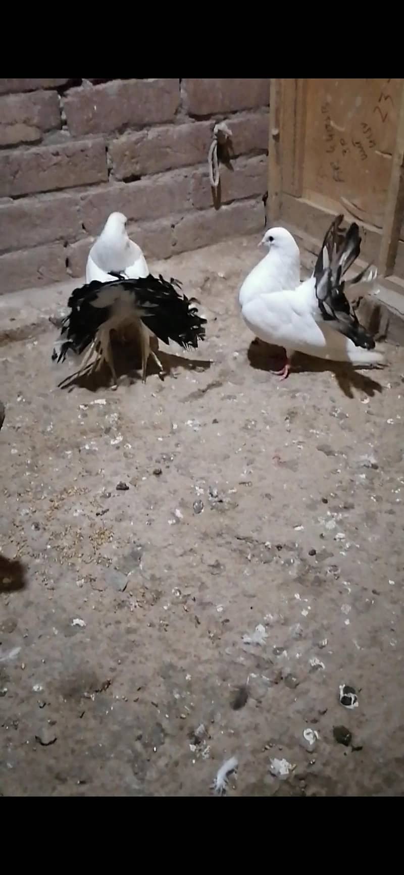 Pigeons 9
