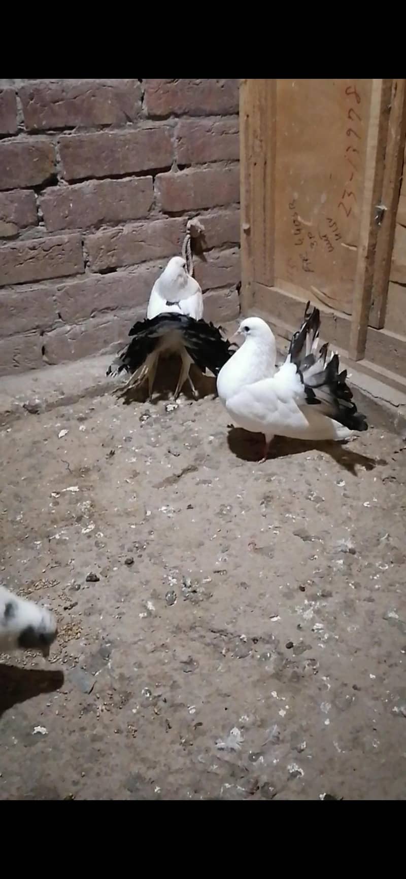 Pigeons 10