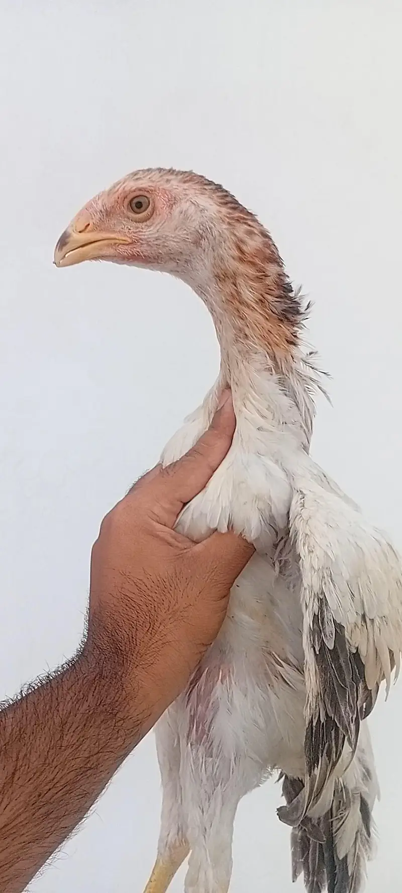 Shamo Pair Available | Aseel Shamo | Long height Shamo Male — photo 3