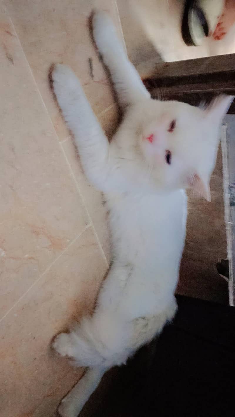 Persian cat 0