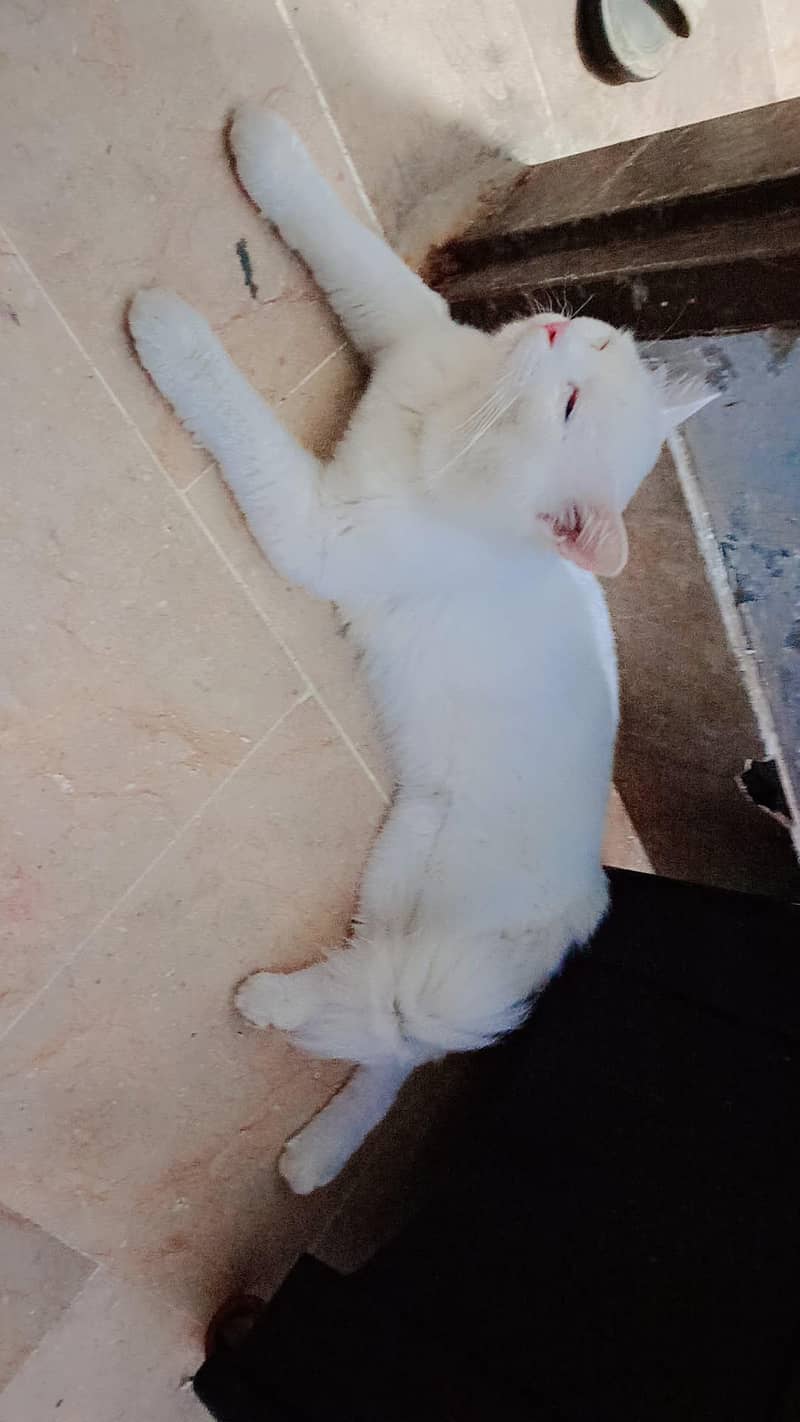 Persian cat 1