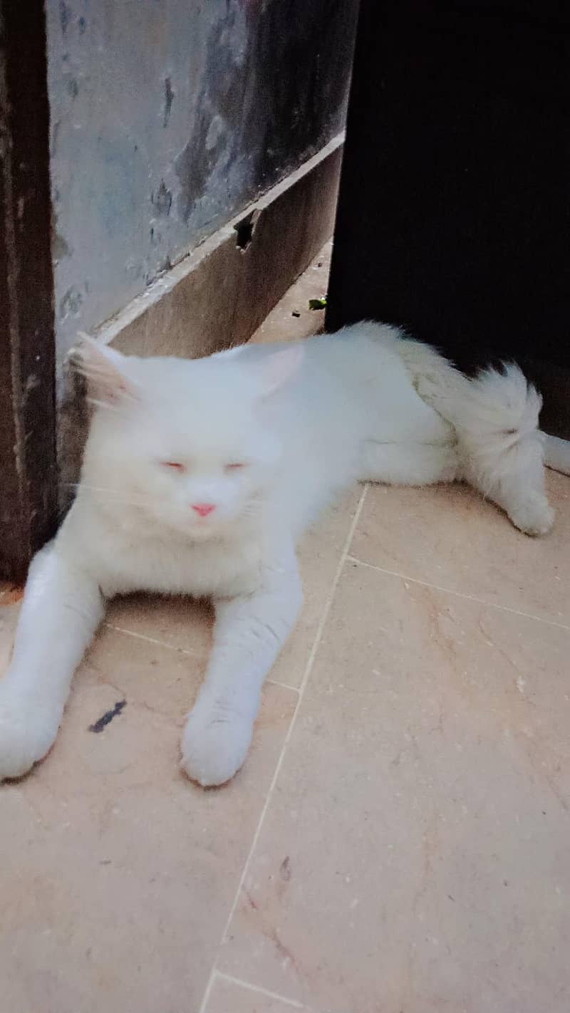 Persian cat 2