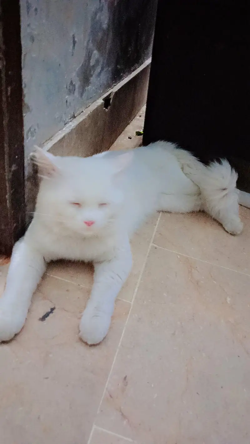 Persian cat — photo 3