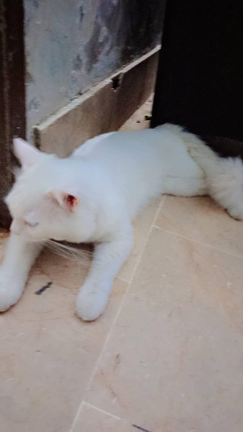 Persian cat 3
