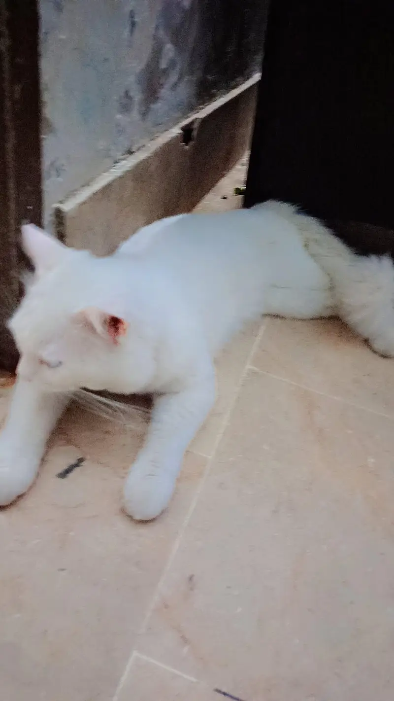 Persian cat — photo 4