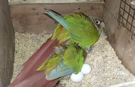 green ringneck breeder pair/ conure breeder pair