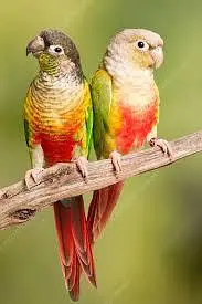 green ringneck breeder pair/ conure breeder pair — photo 2