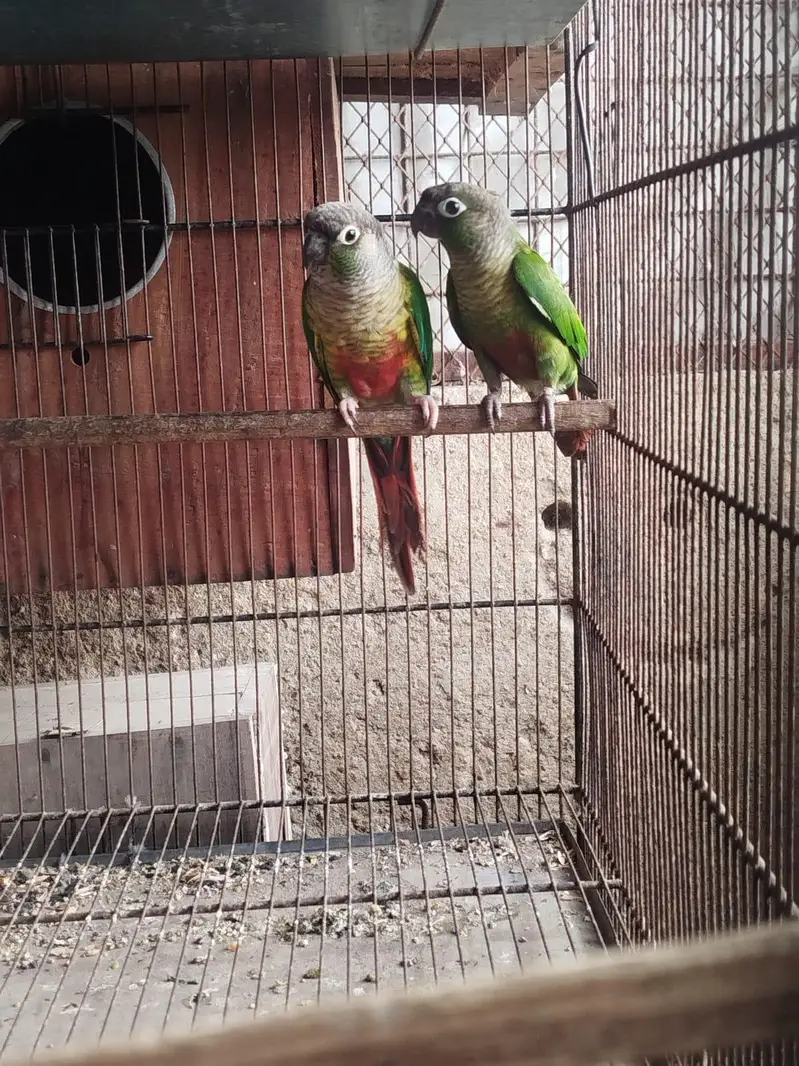 green ringneck breeder pair/ conure breeder pair — photo 3