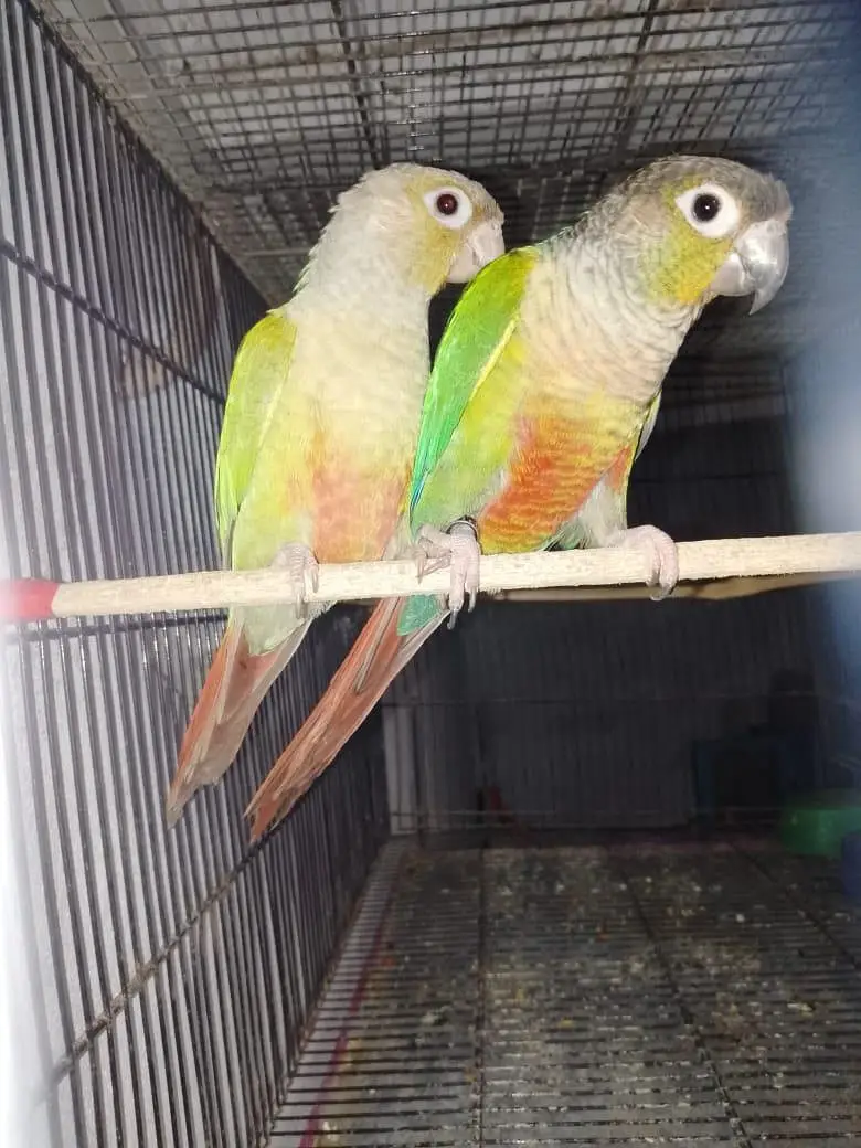 green ringneck breeder pair/ conure breeder pair — photo 4