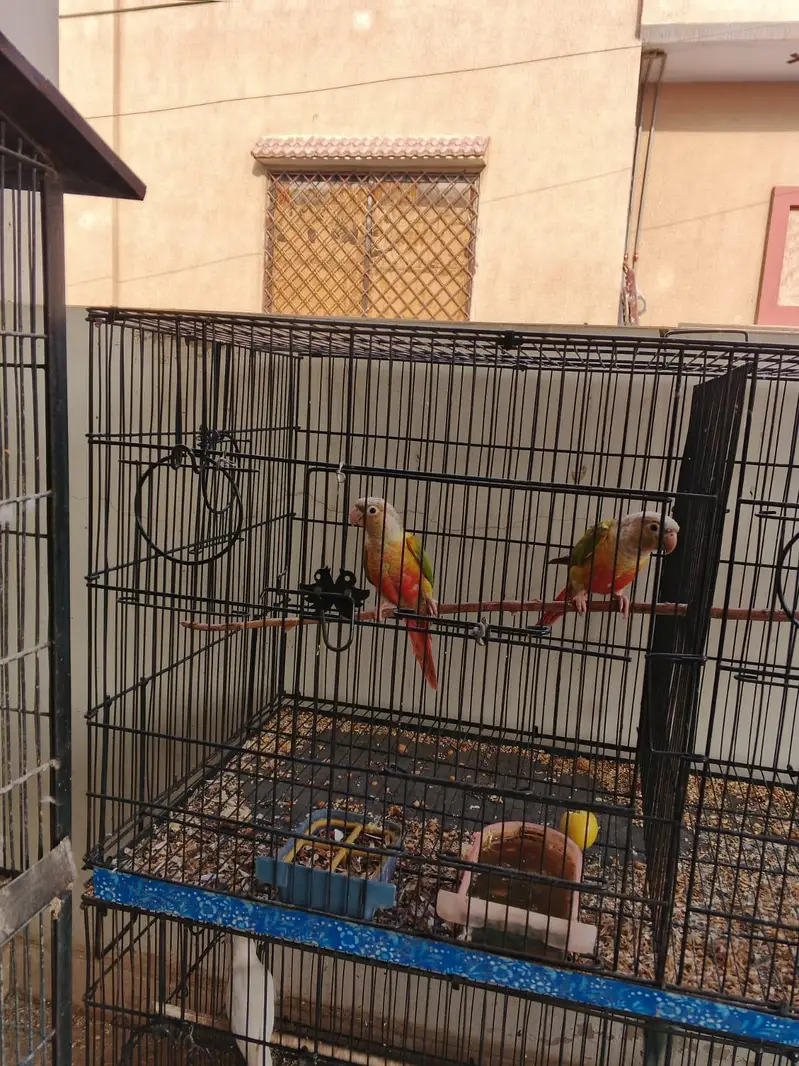 green ringneck breeder pair/ conure breeder pair — photo 6