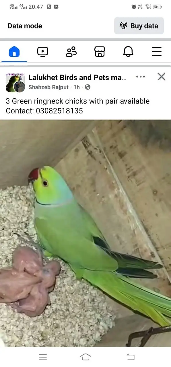 green ringneck breeder pair/ conure breeder pair — photo 7