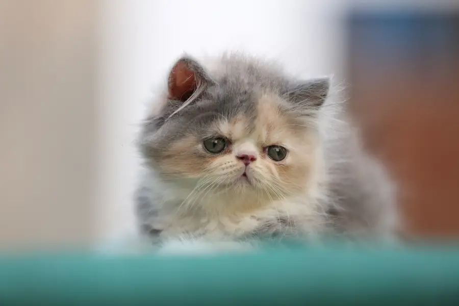 Pickey face kitten original